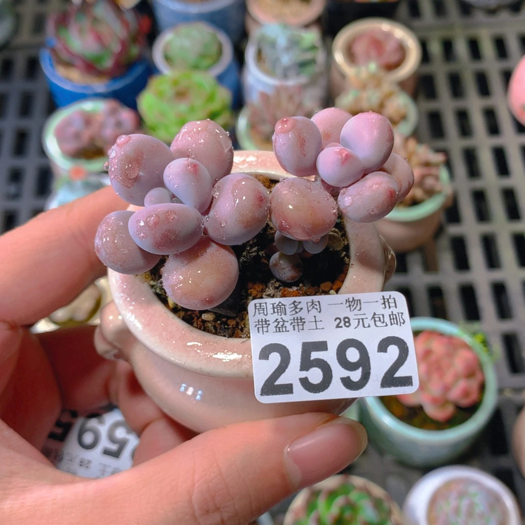 5厘米盆精控多肉2592