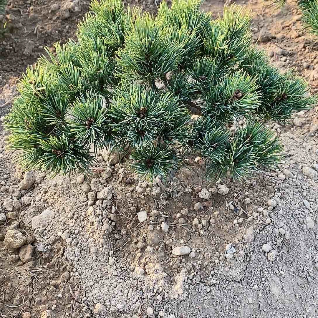 【闪购商品】无花朵