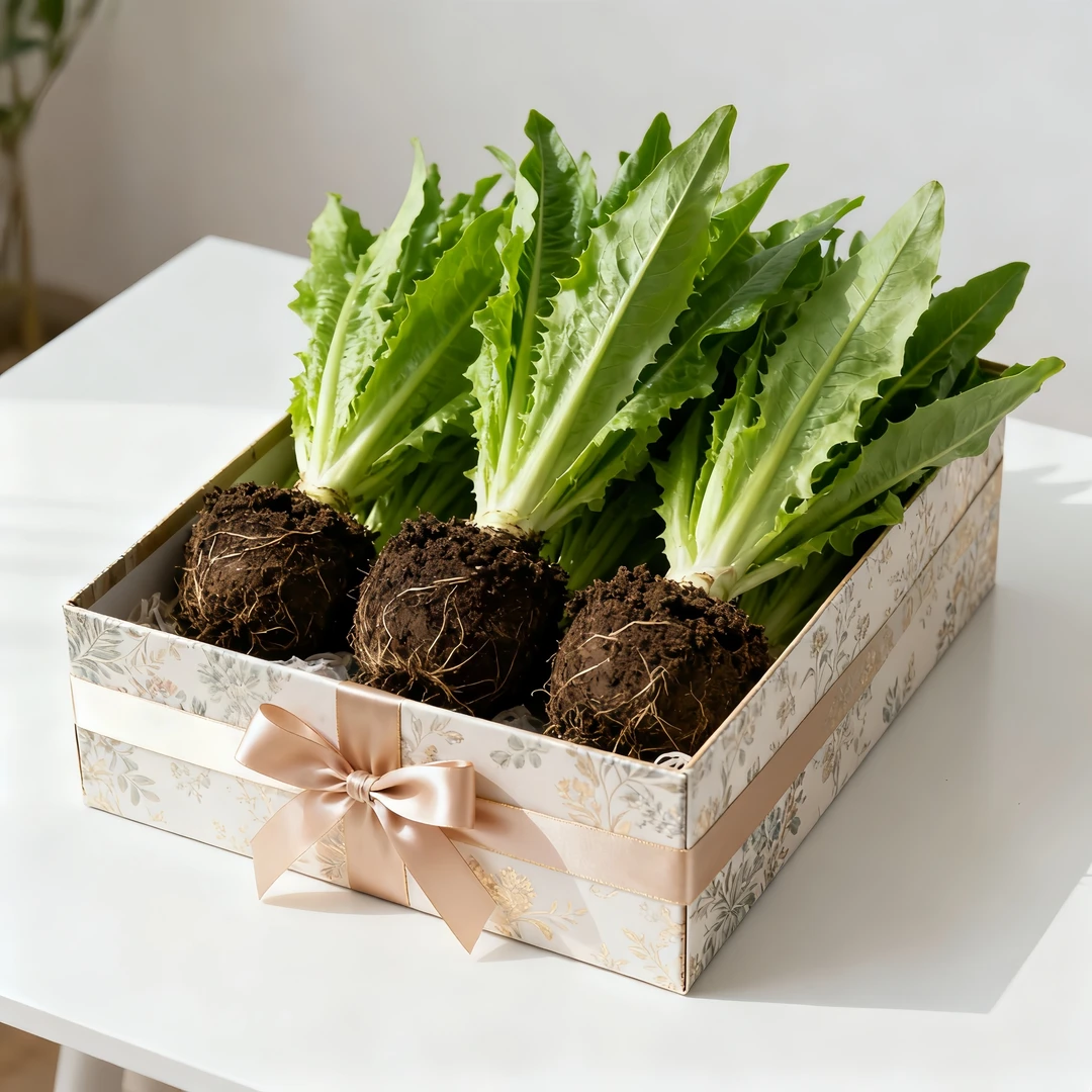 【20天收成】甜脆油麦菜四季种植南北方菜苗蔬菜苗盆栽清香不苦绿植