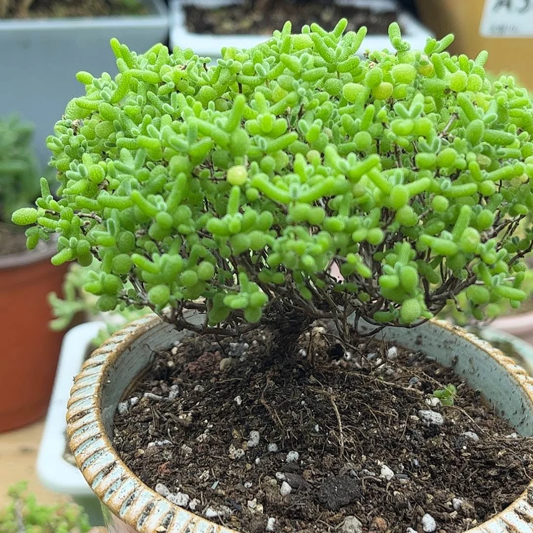 27蜜桔糖球优选枝干番杏