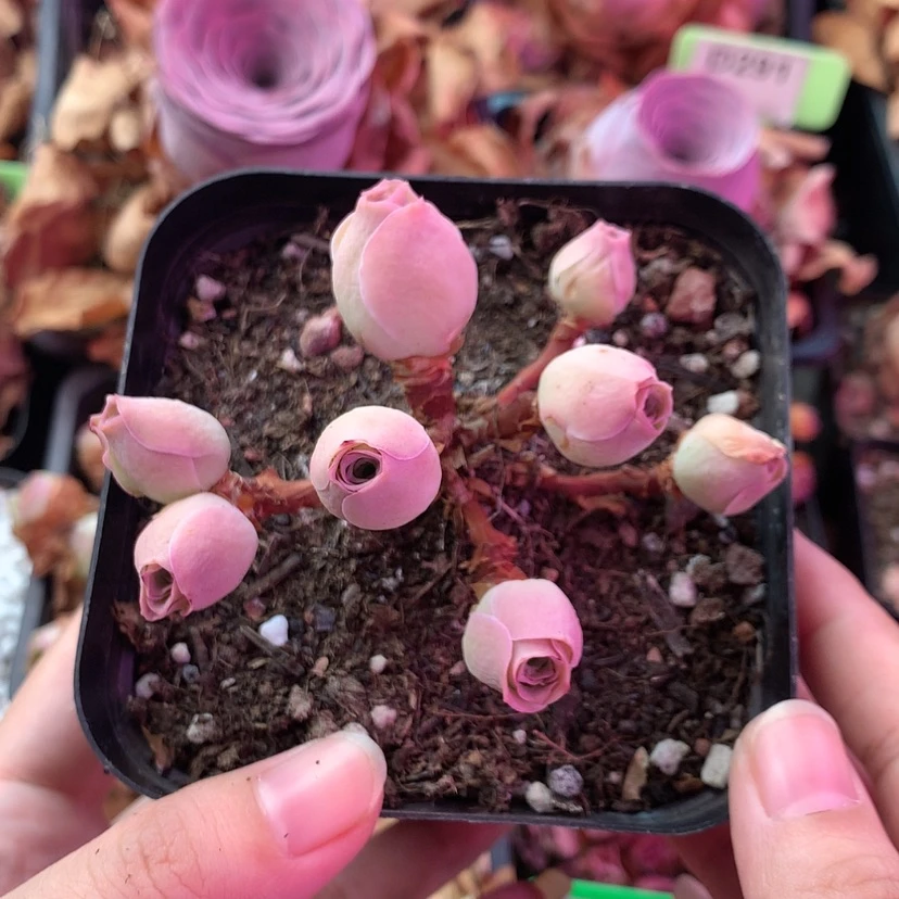 【闪购商品】樱桃585