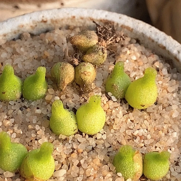 5504双头小葫芦一颗