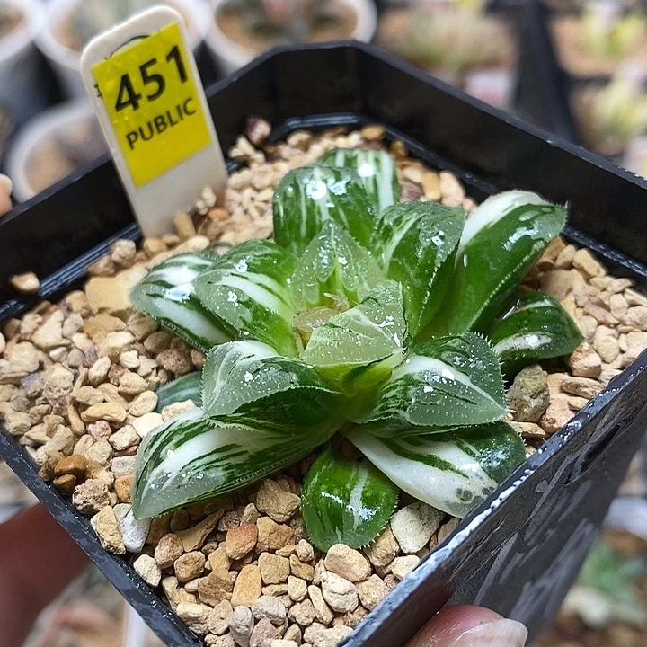 451芷寿锦一物一拍
