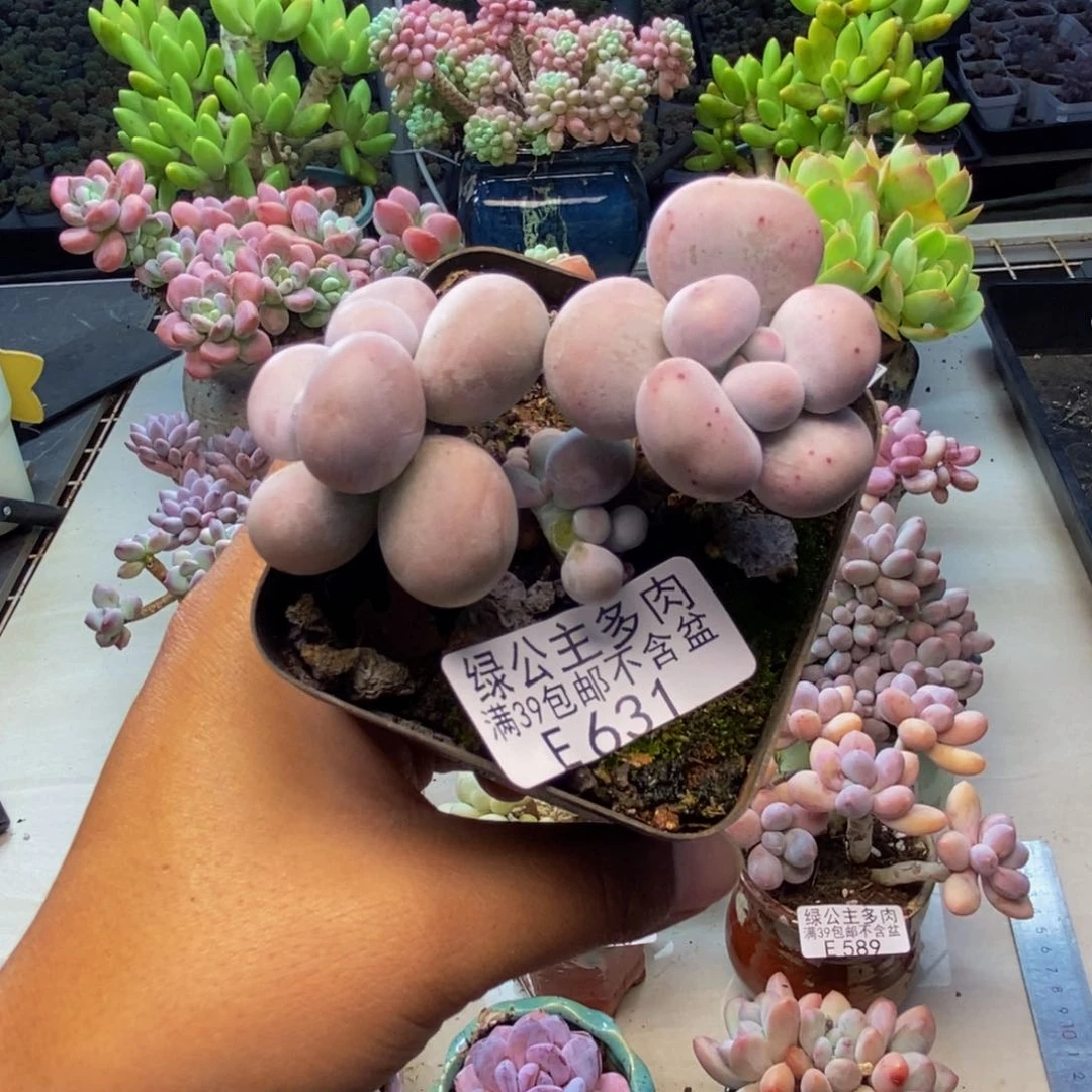 631芭比奶多肉6cm