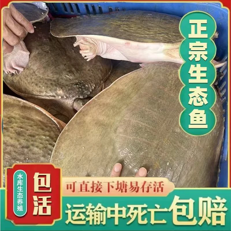 【丰胜商贸】8斤特大甲鱼水库放养 老鳖水鱼团鱼珍珠鱼鲜活包邮包活