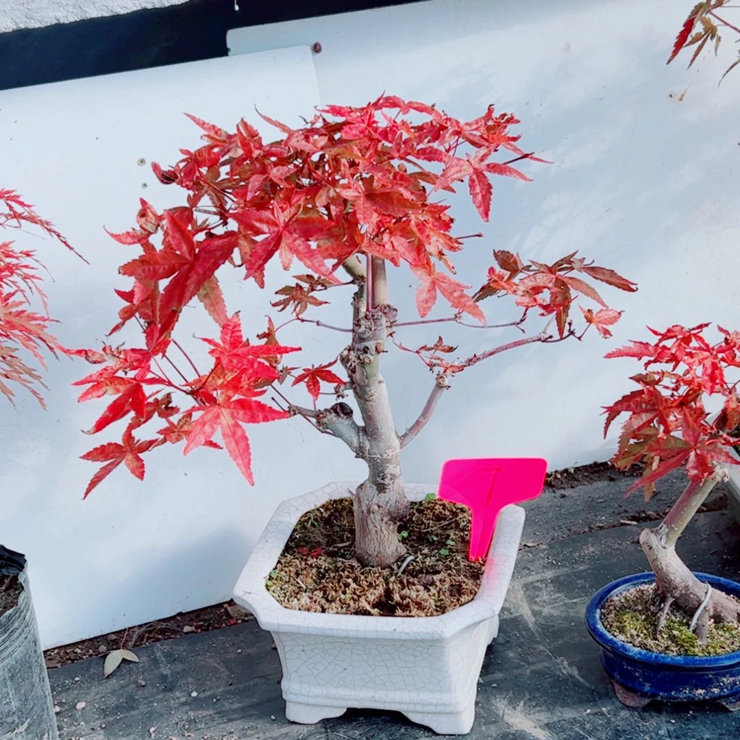 无***）无花朵枫树……枫树