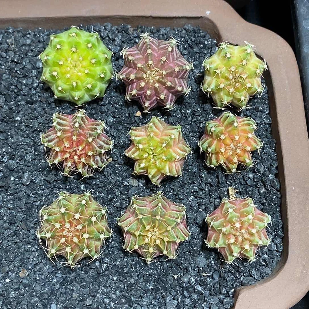 米哈轮回实生160一颗