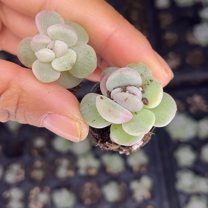 冰玉石化发3颗满18包邮