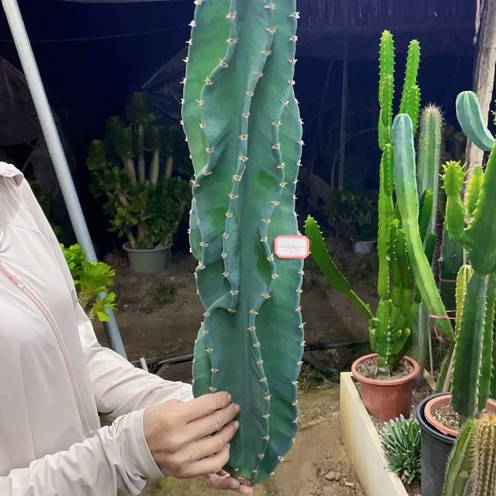 ****敏完全开放秘鲁苹果