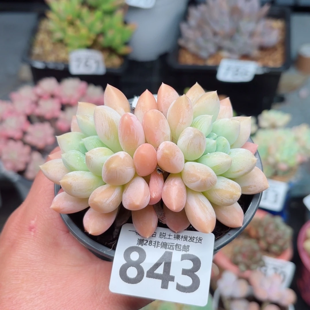 星空美人无盆土发货