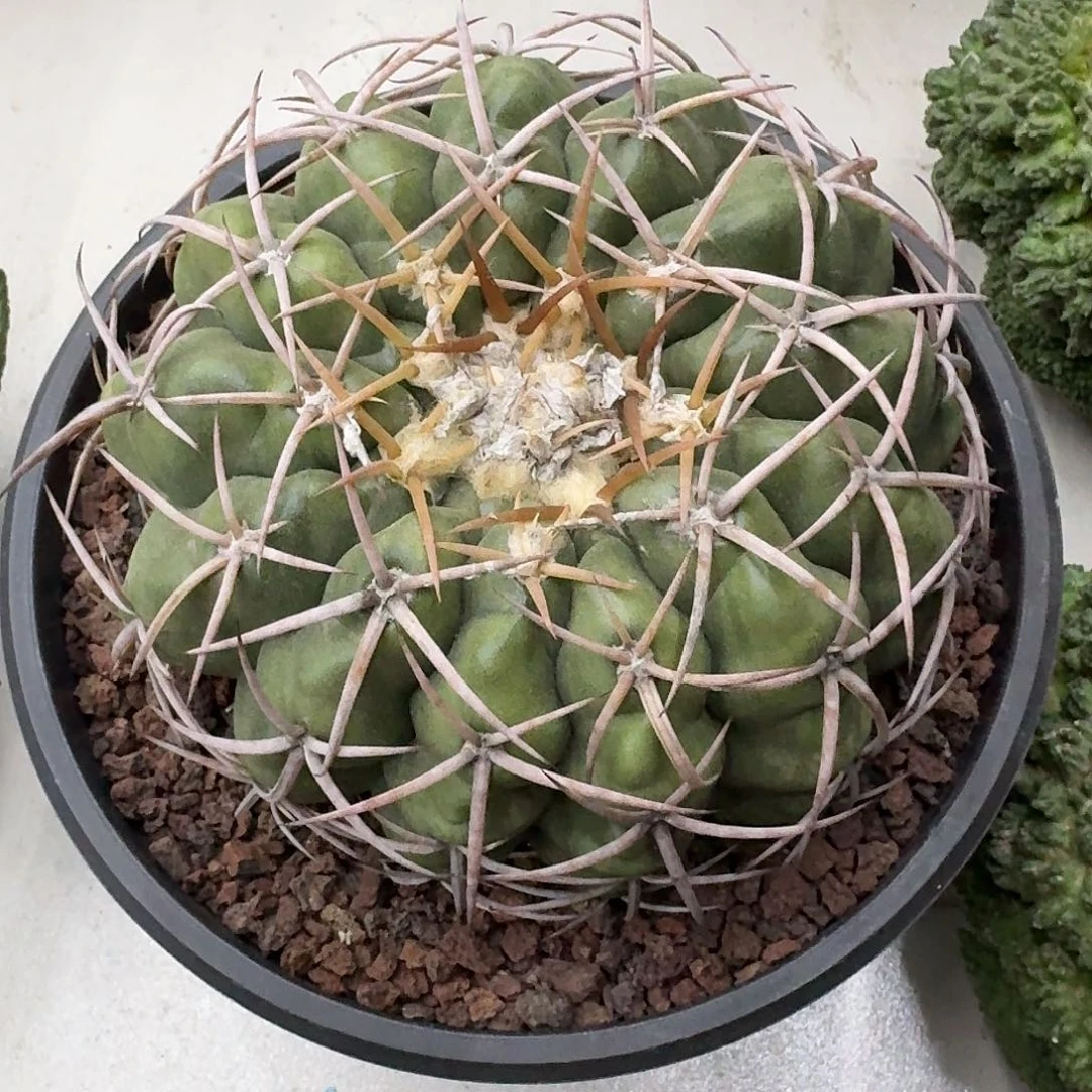 实生圆盘玉仙人球