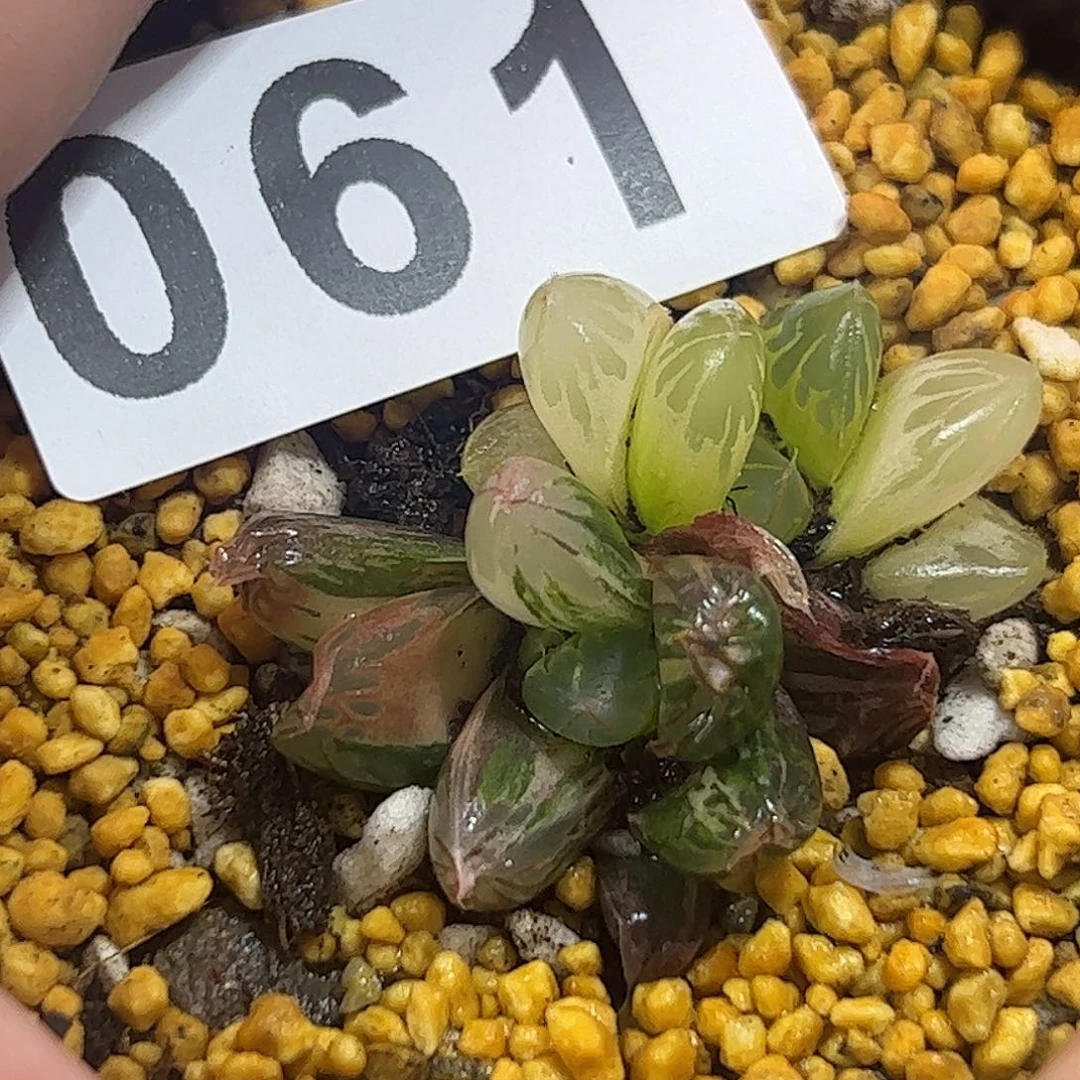 北极之间锦善十二卷多肉植物