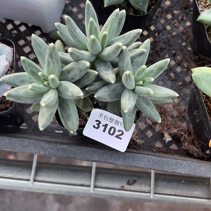 阿雅园艺。         3102