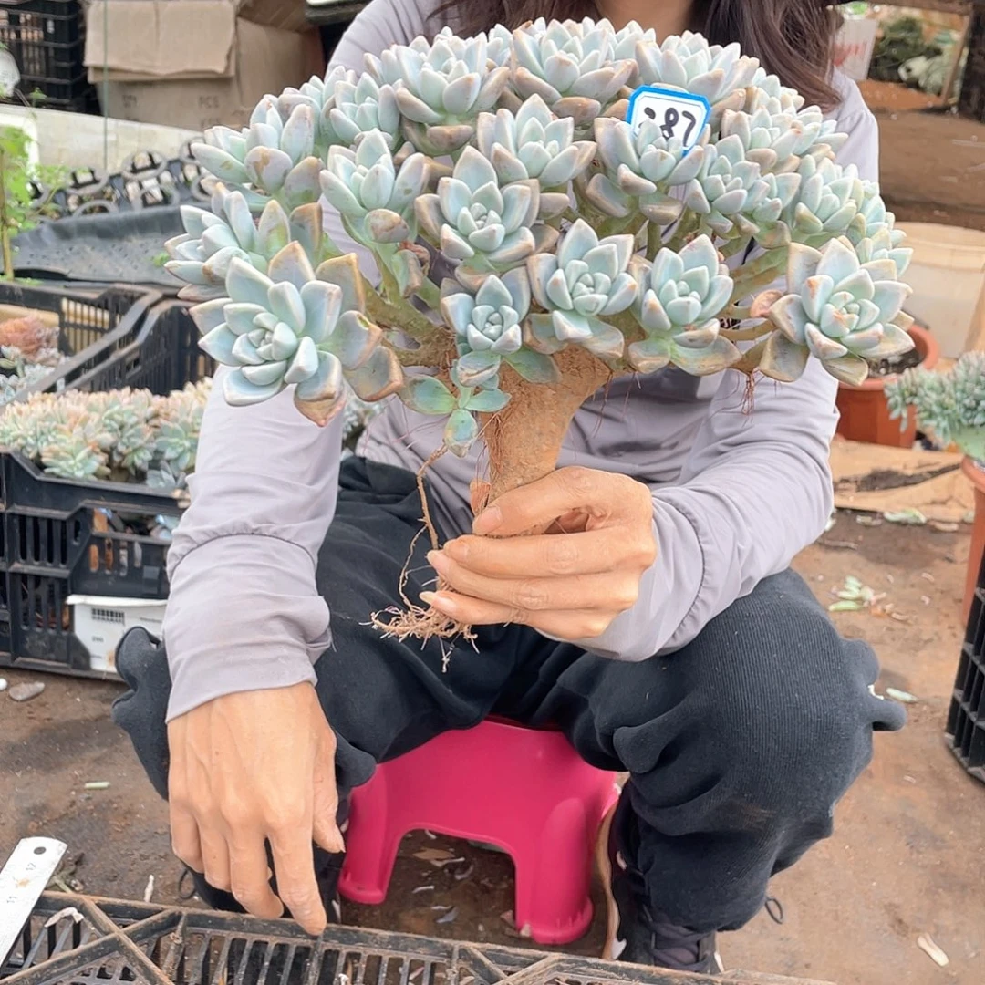 287 一物一拍淡雪缀