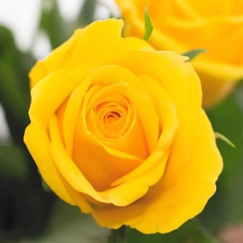 【金枝玉叶】云南玫瑰花老桩大苗长期开花好养易种盆栽地栽室内外