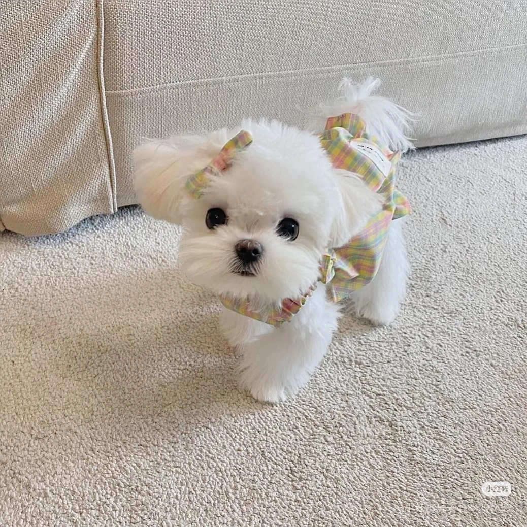 宠物狗马尔济斯犬售卖活体