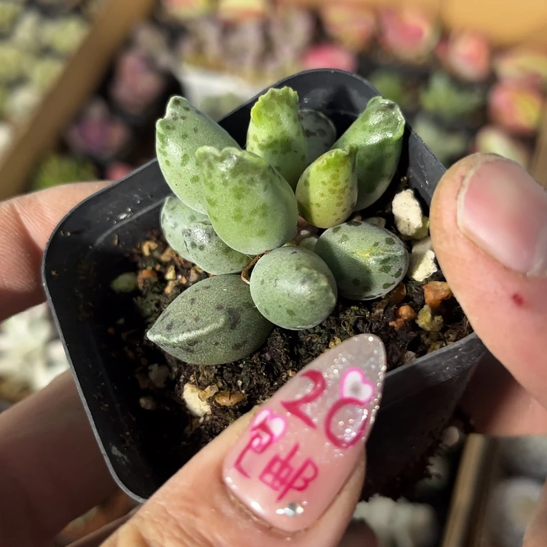 小海豹单头发货有根发货