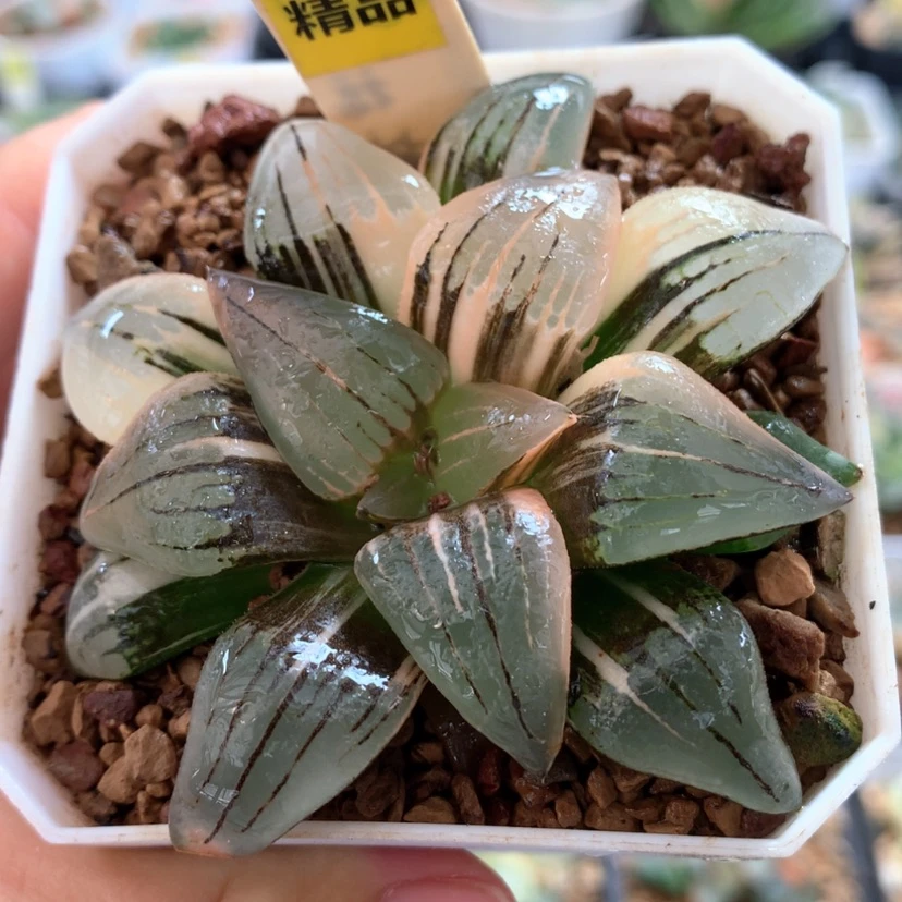 【闪购商品】217红文