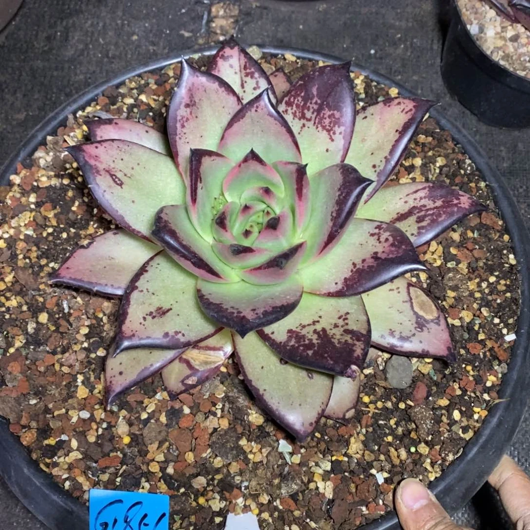 找**o多肉植物多肉植物1856