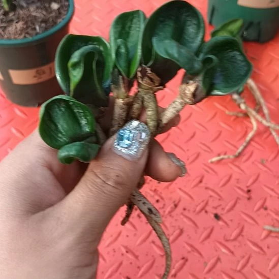 鱼*特色花卉君子兰小苗