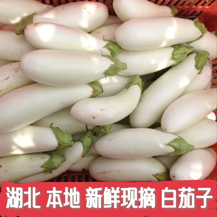 新鲜白茄子湖北特产本地白矮茄椭圆茄子露天孝感农家现摘3-5斤