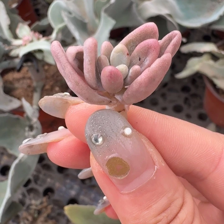 红手指锦一物一拍