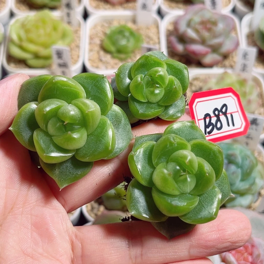 B891 一物一拍 新品 翡翠