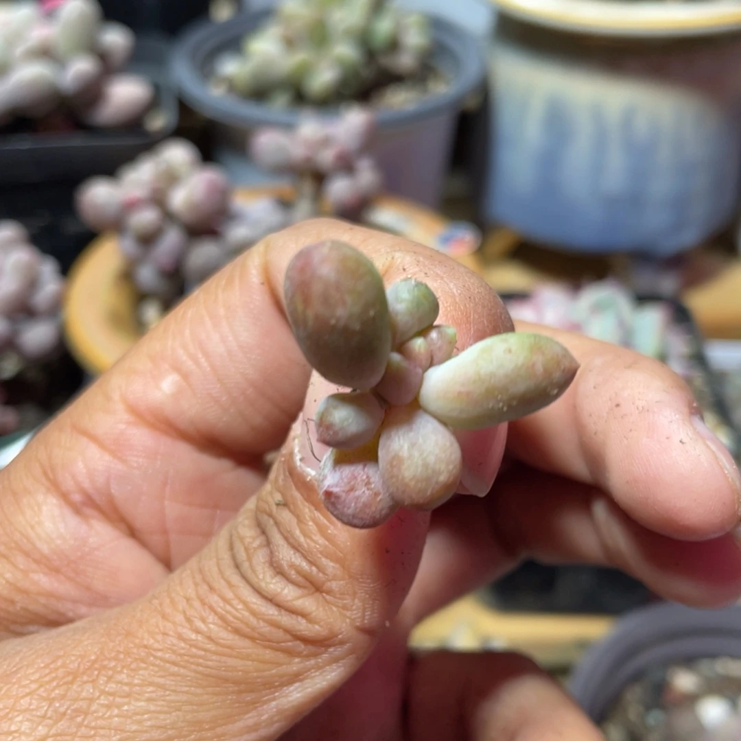 乌里韦亚多肉植物