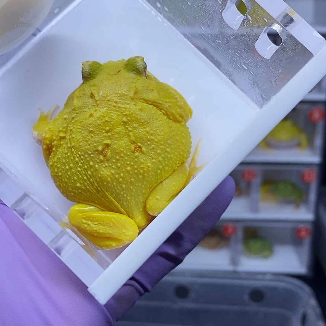 角蛙超皮一只80元