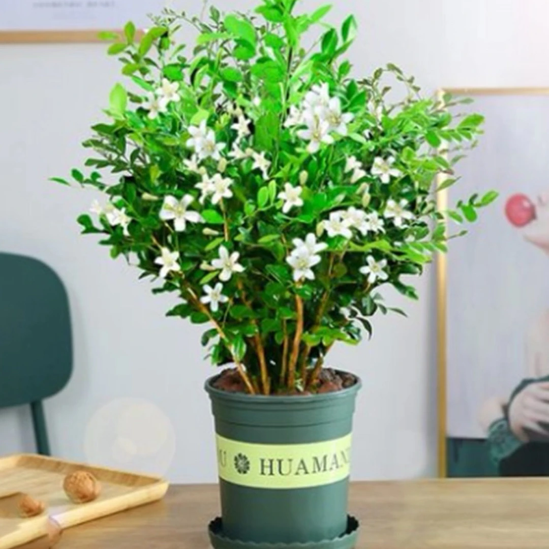 九里香盆栽四季开花浓香驱蚊好养活室内阳台绿植花卉客厅