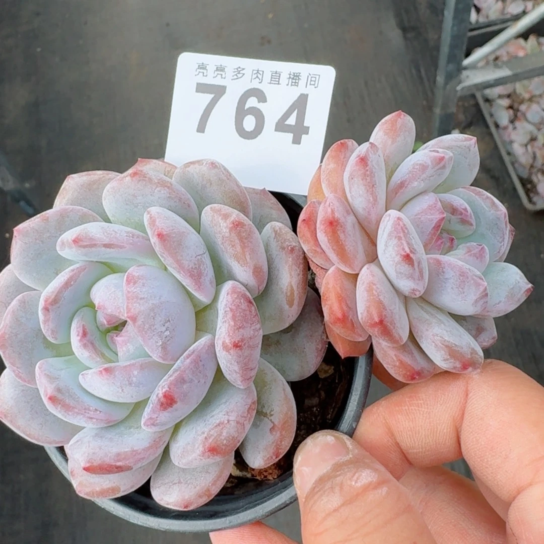 星影      愿你一路坦途，乘风破浪展宏图