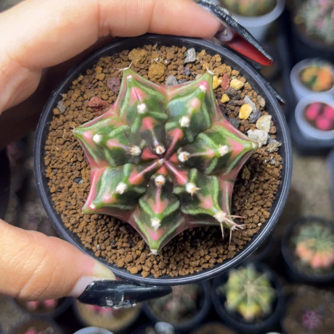 泰系米哈锦 带盆土发货