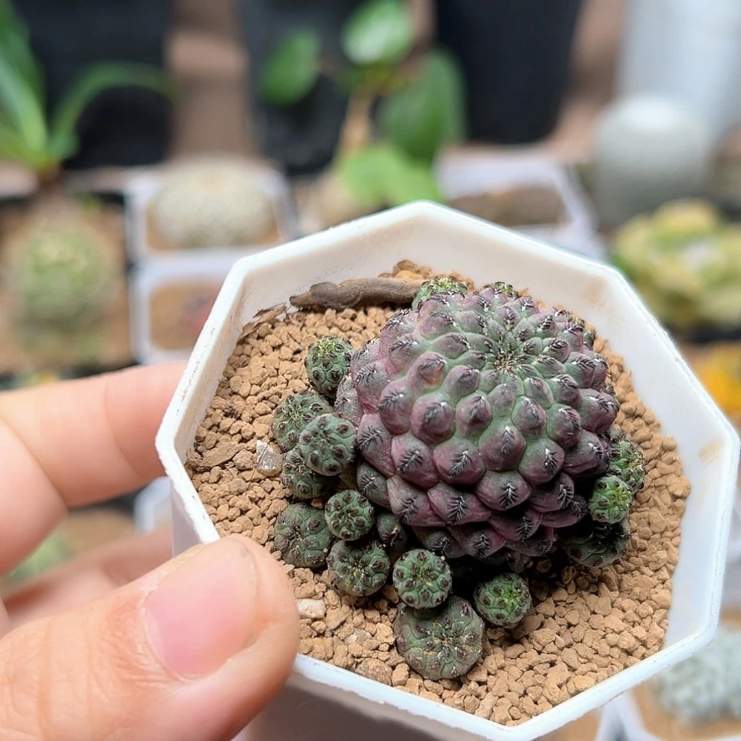 无花朵紫丽丸群自根