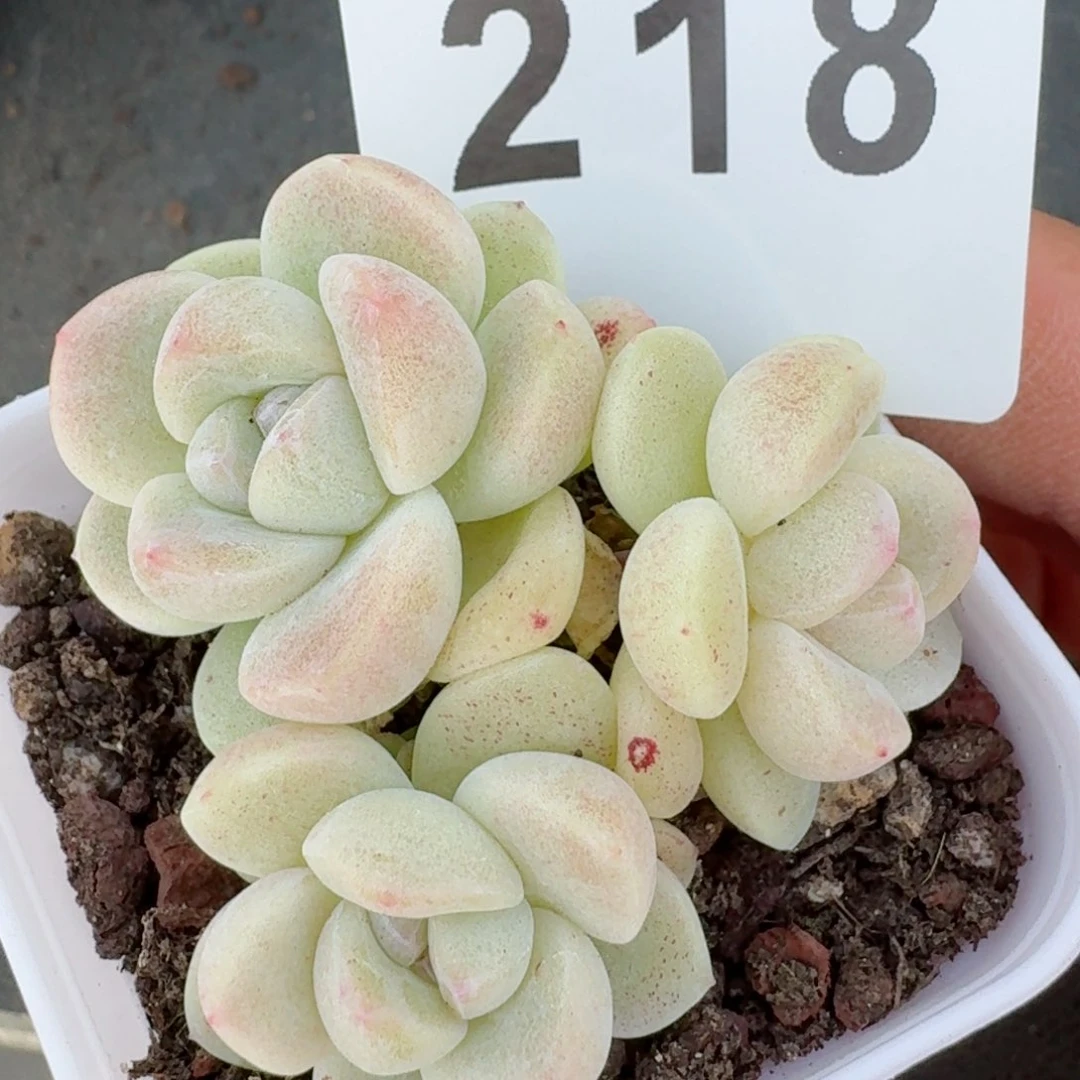 冰玉糖心         精品多肉