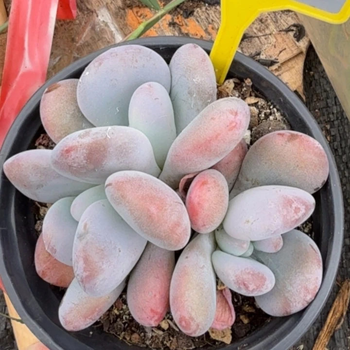 粉兔一物一拍923.