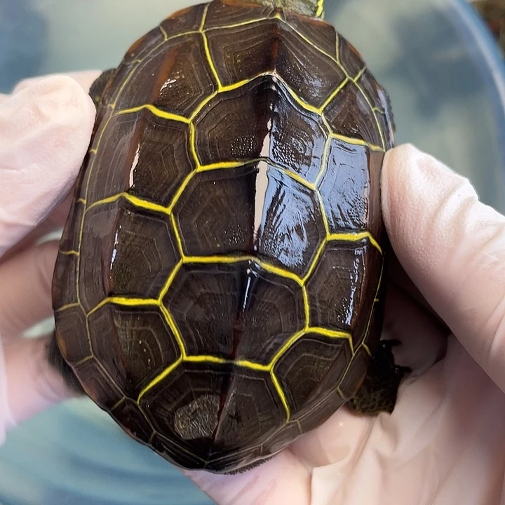 绿毛龟母苏北金线草龟专拍