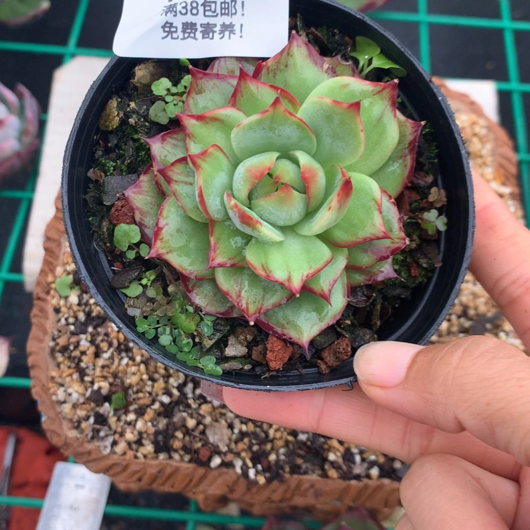 1490号多肉植物惊鸿，6.5