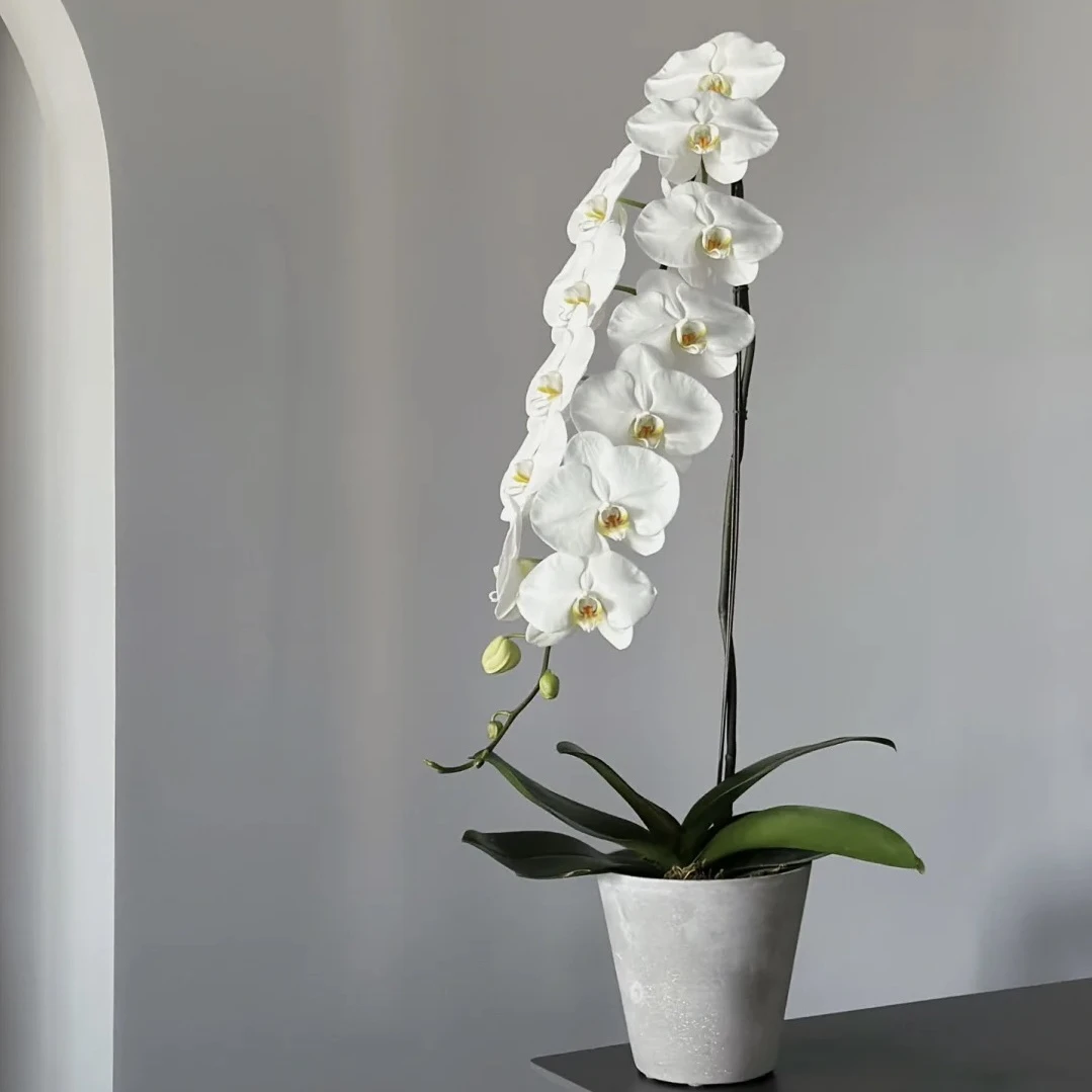 中通发货超大花【超大白】5寸加高杯 苗子发货