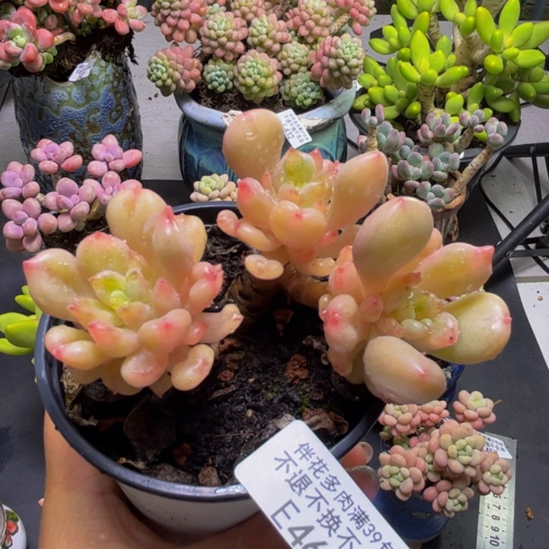 比尔盖茨465/8cm多肉