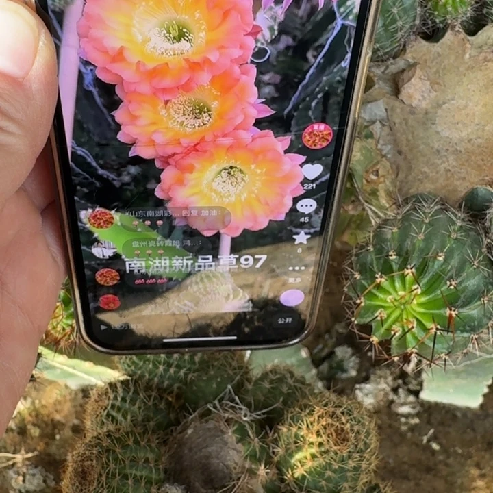 219彩草97歪无根侧牙4公分左右