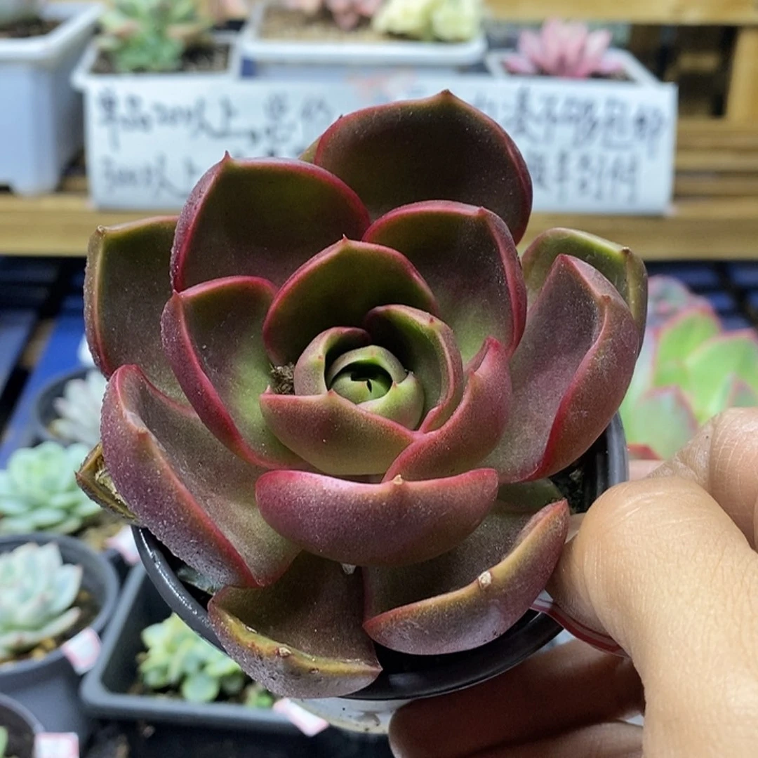 06210 红灯多肉植物