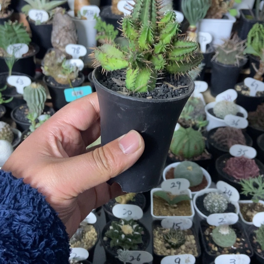 红刺麒麟一物一拍