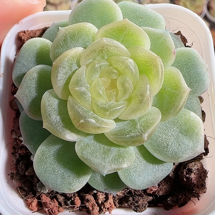 1116------103无尽灯
