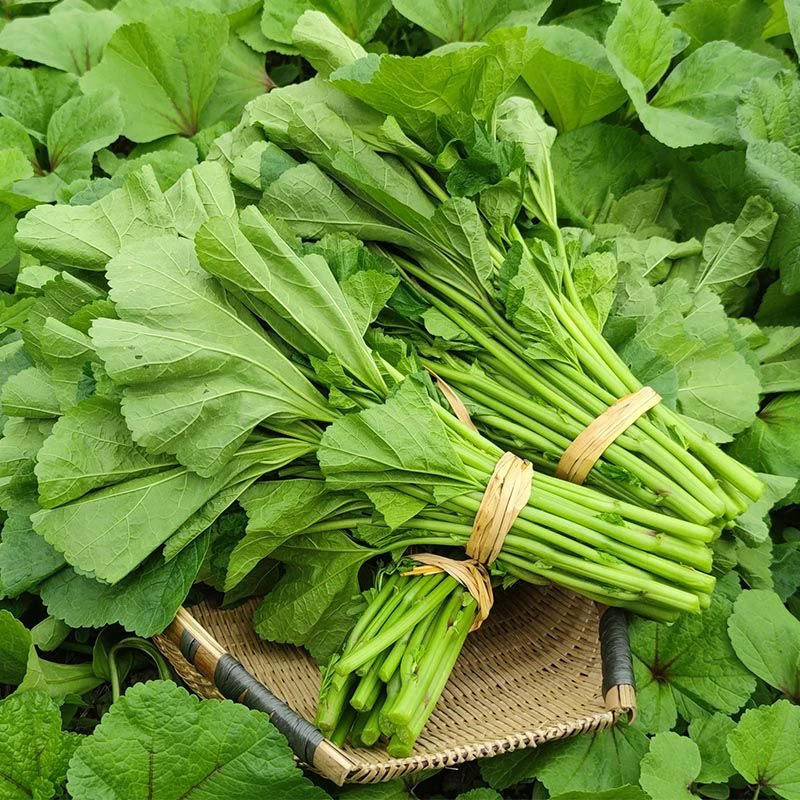 农家自种冬寒菜新鲜现摘应季蔬菜马蹄菜冬苋菜煮粥煮汤