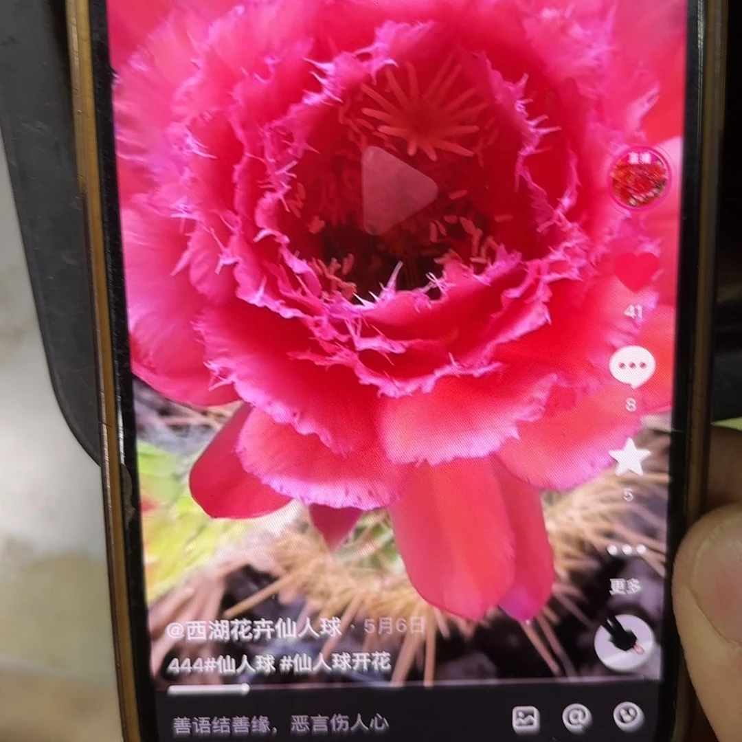 3-444毛侧牙20包邮仙人球7