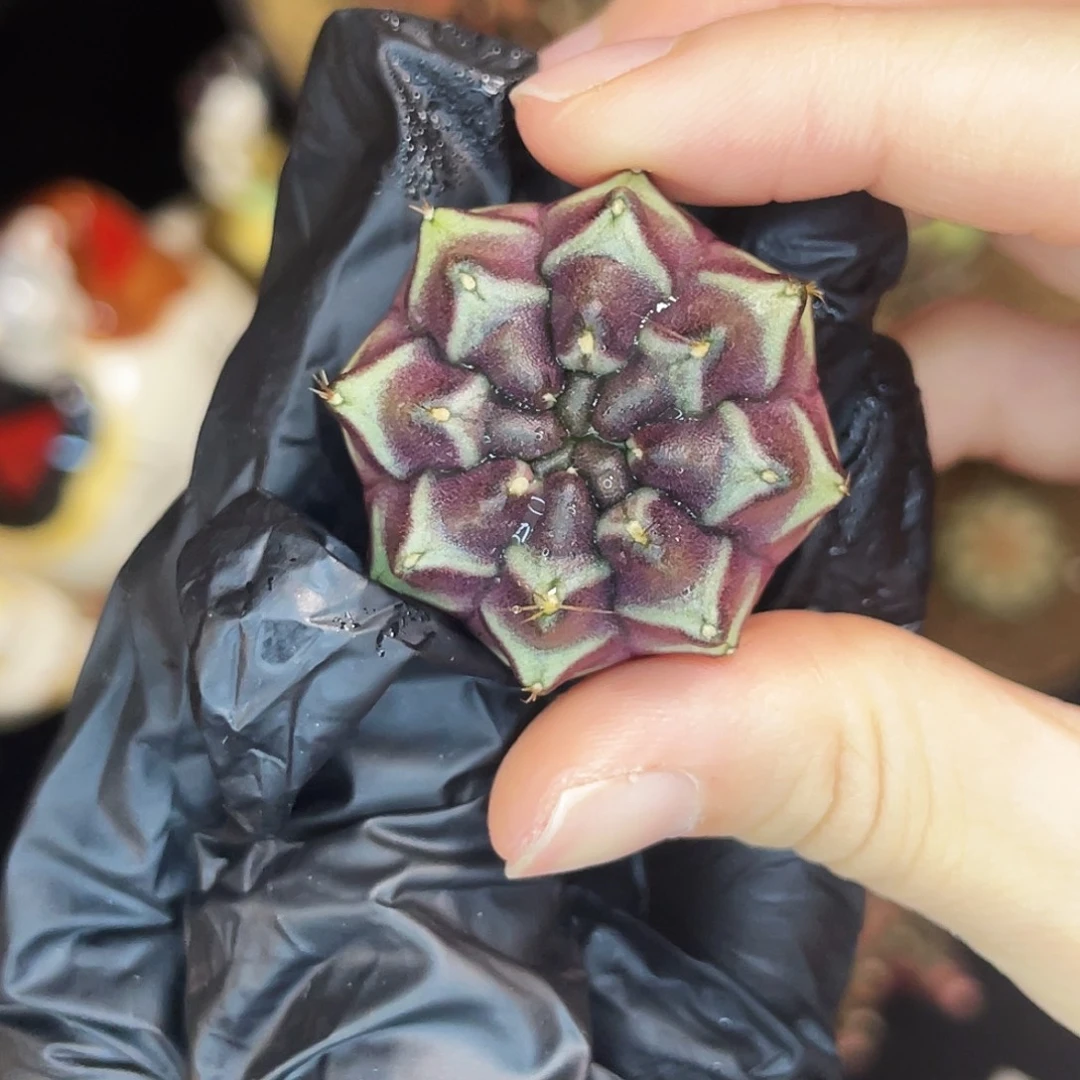 梦想 三角纹 一物一拍