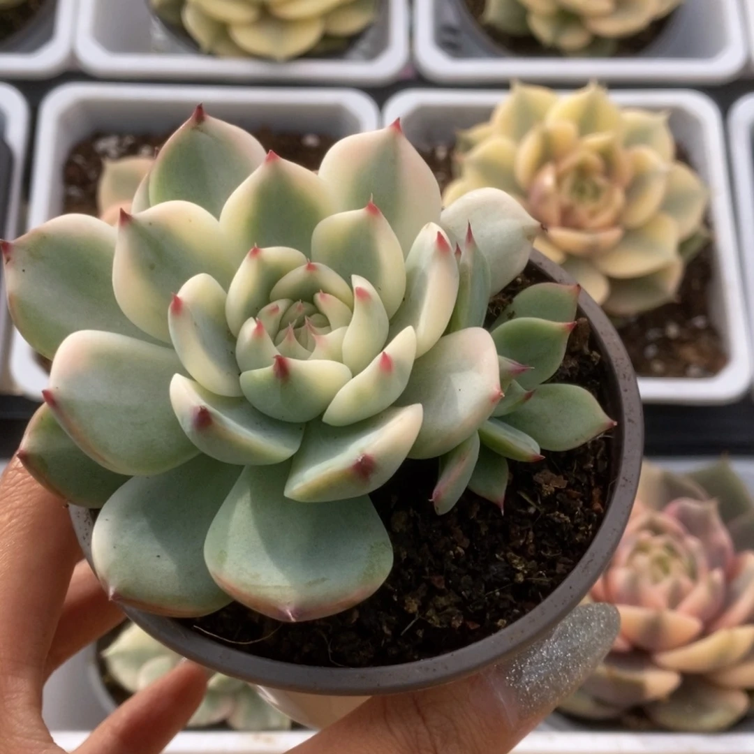 111锦锦锦锦锦锦锦锦