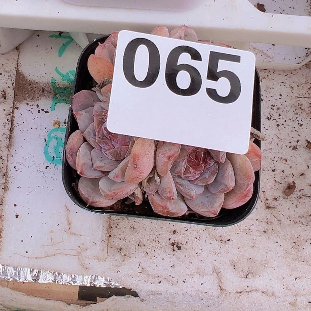 *****065一物一拍多肉植物