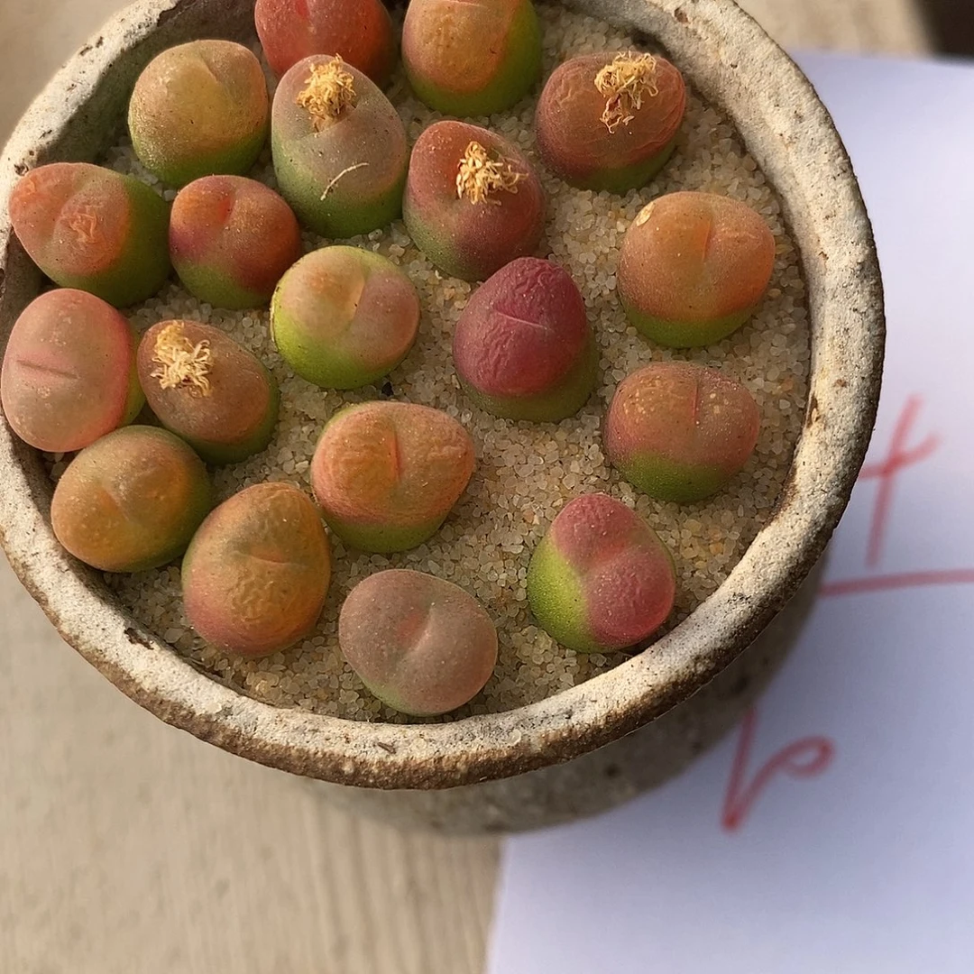 344小超毛一组。