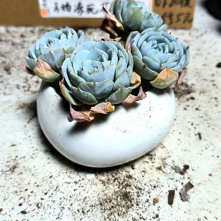 满6元包邮，蓝鸟四颗包子